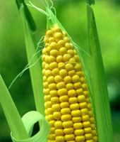 feed_maize